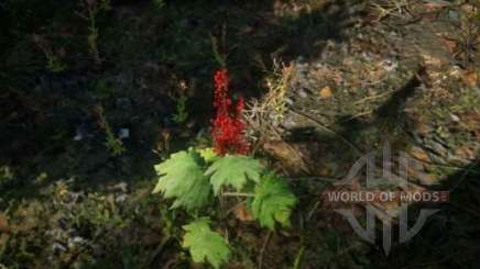 Alaskan ginseng in RDR 2