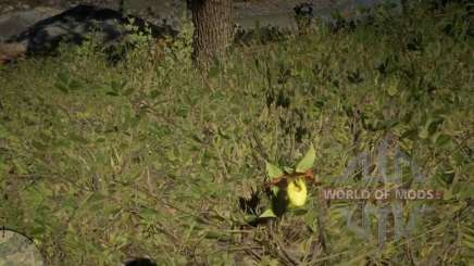 Moccasin flower Orchid in RDR 2