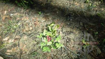 Wintergreen Berry in RDR 2