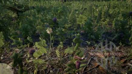 Lady slipper Orchid in RDR 2