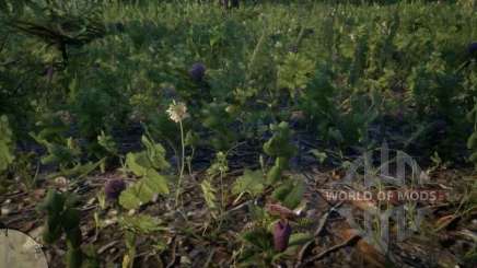All plants in RDR 2
