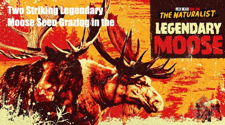 Two Legendary Moose Seen Grazing in the Wild