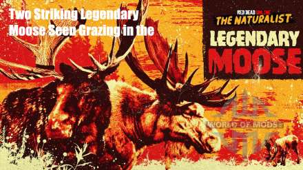 Two Striking Legendary Moose Seen Grazing in the Wild