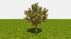 Fruit and berry trees v1.1 for Farming Simulator 2015